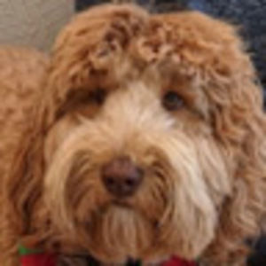 Meet your Posher, Adie